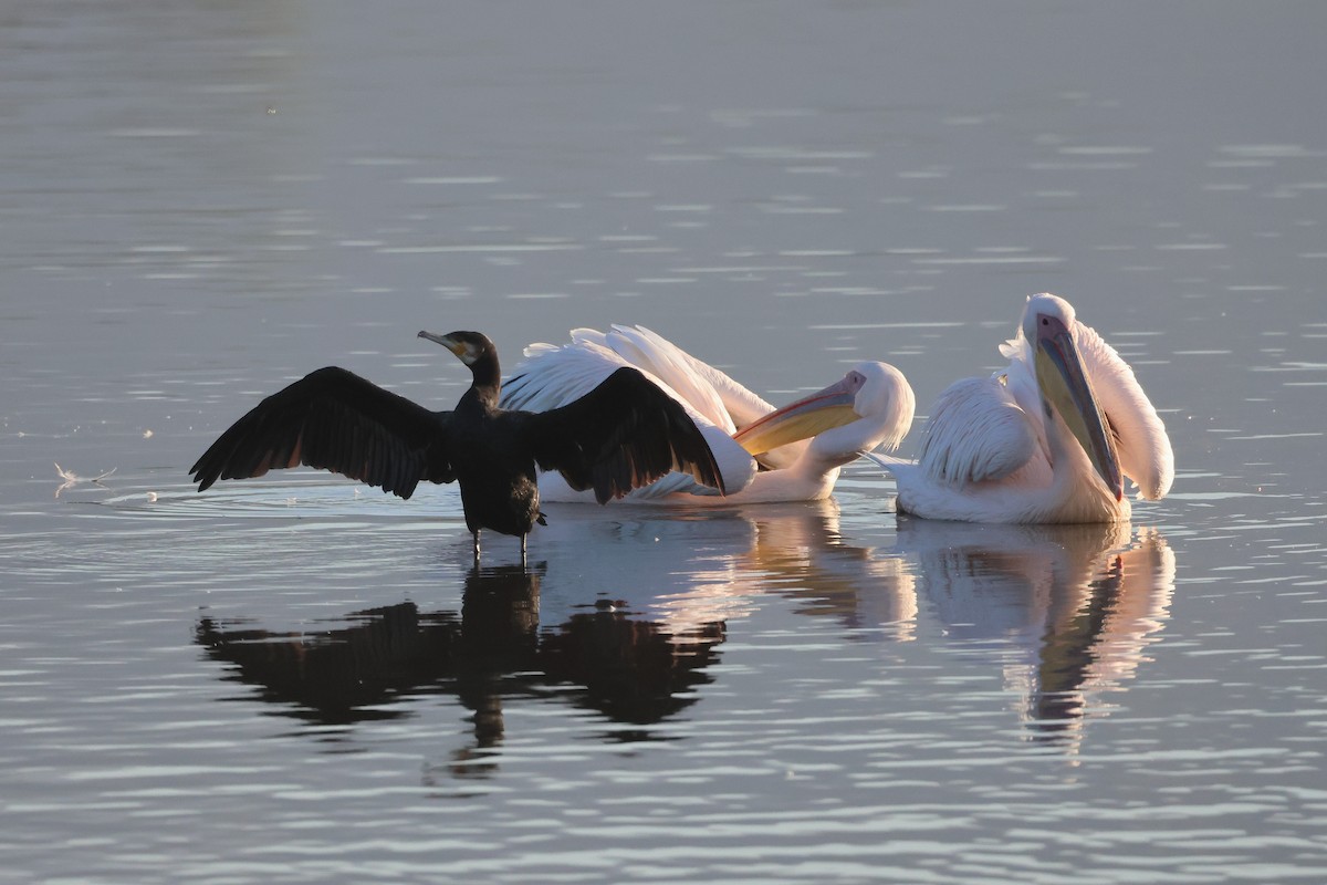 Pélican blanc - ML650488838