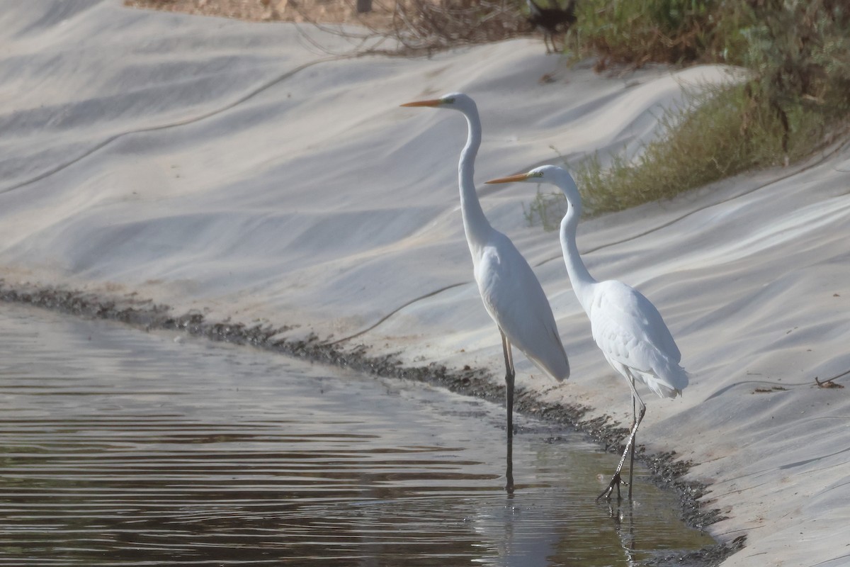 Great Egret - ML650488876