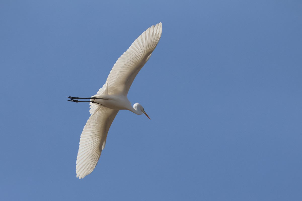 Great Egret - ML650488877