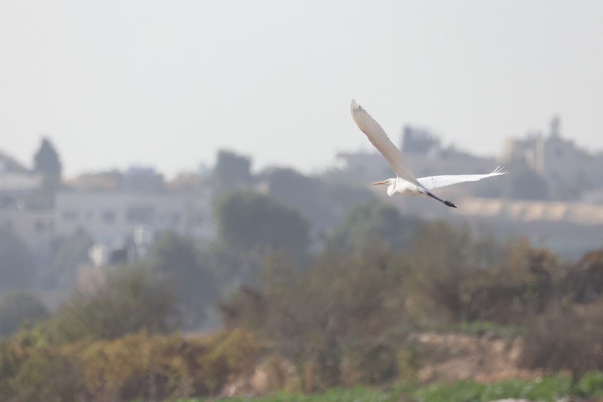 Great Egret - ML650488878