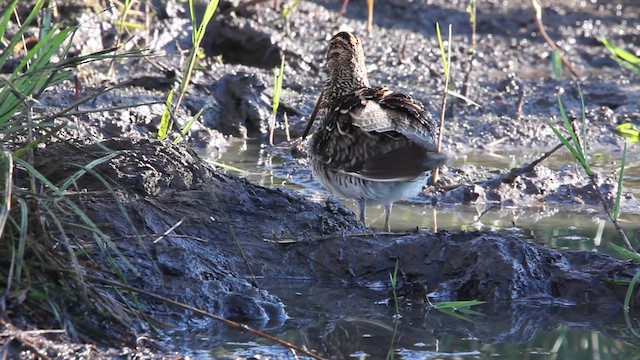 African Snipe - ML650488953