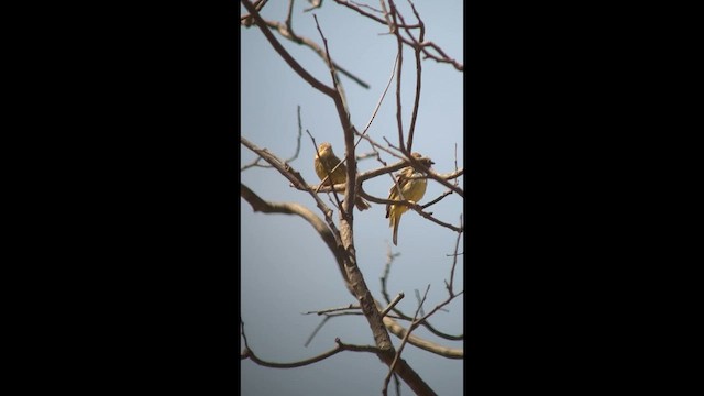 Stripe-tailed Yellow-Finch - ML650488972