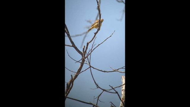 Stripe-tailed Yellow-Finch - ML650488973
