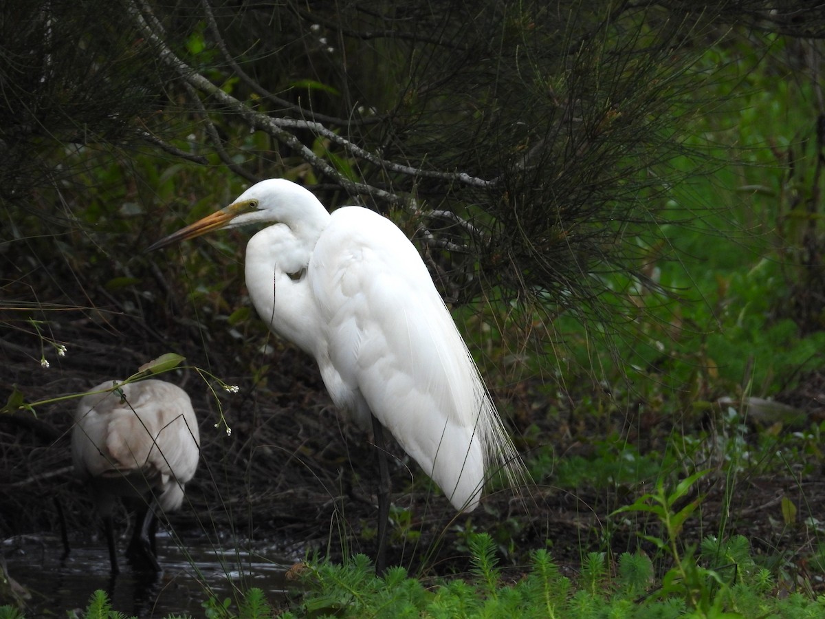 Great Egret - ML650489091