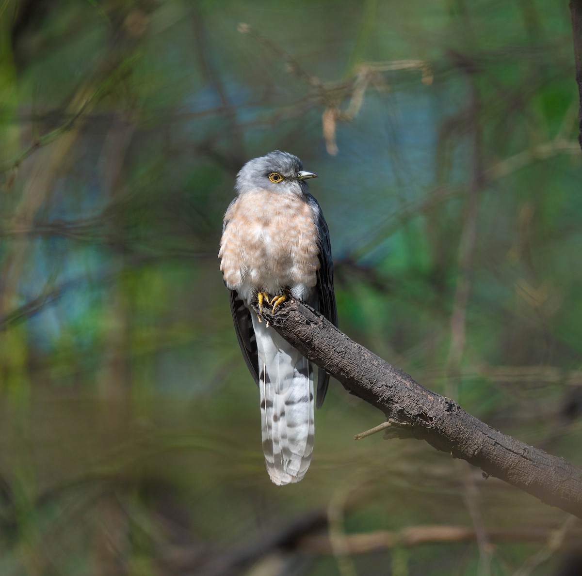 Common Hawk-Cuckoo - ML650489361