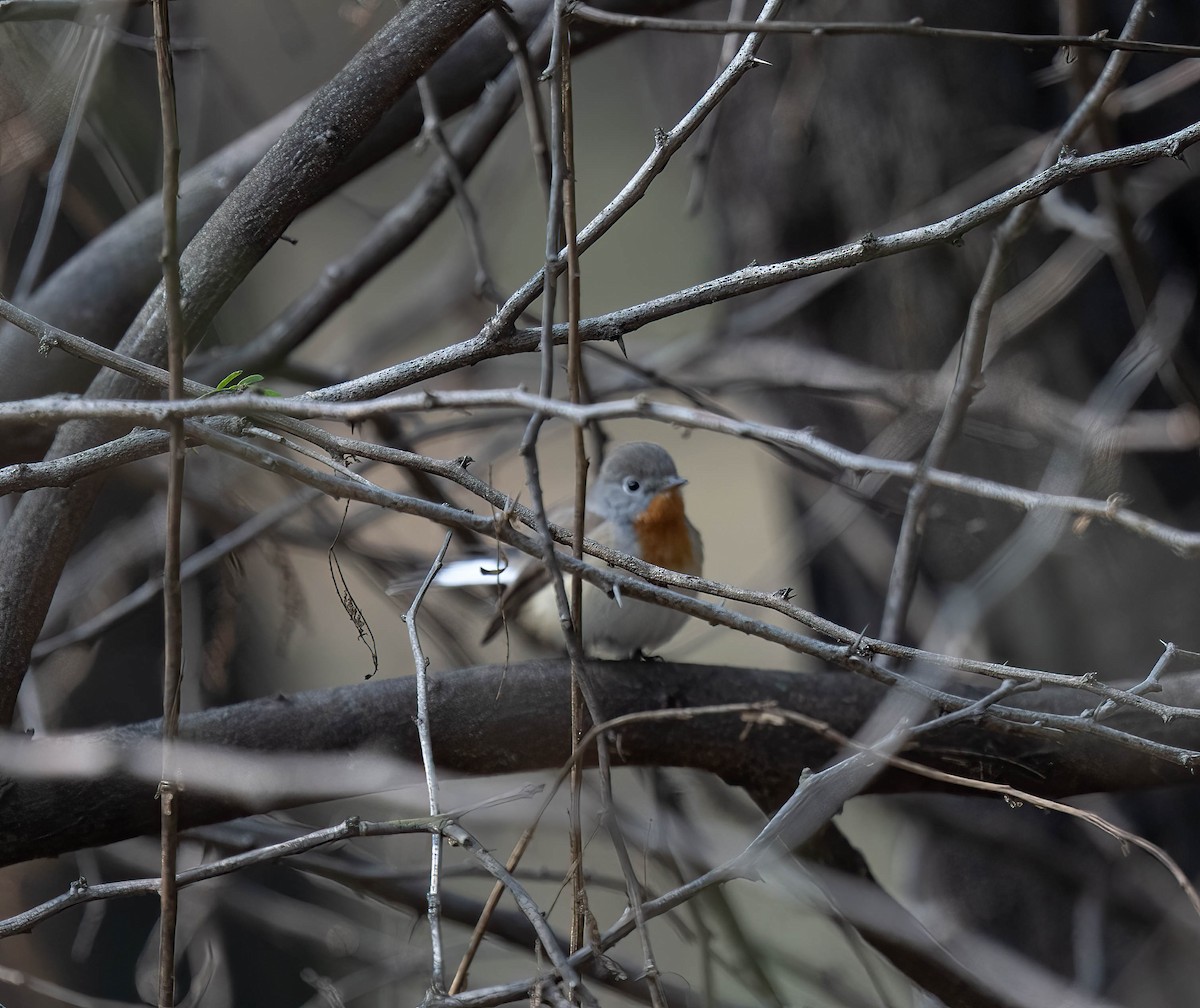 Pigliamosche pettirosso - ML650489370