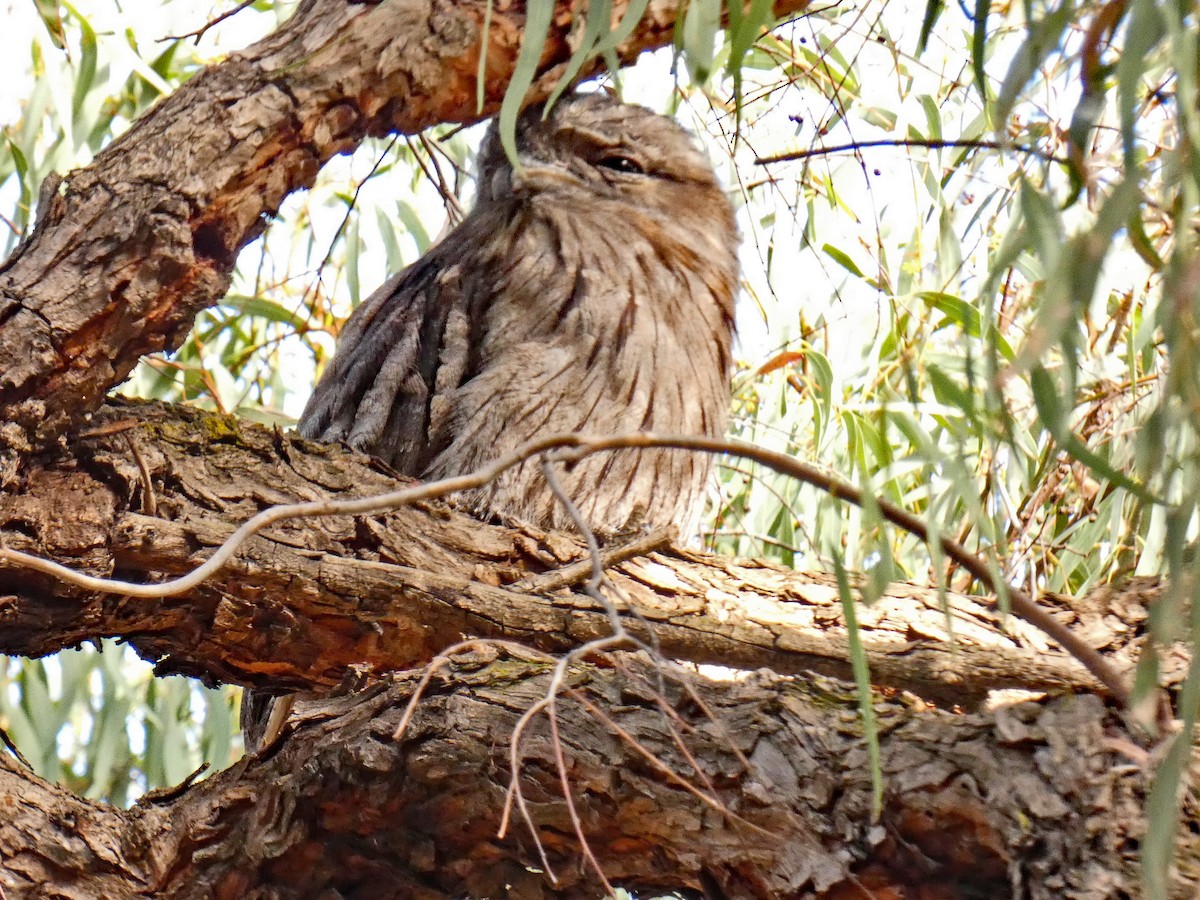 Білоніг австралійський - ML650489377