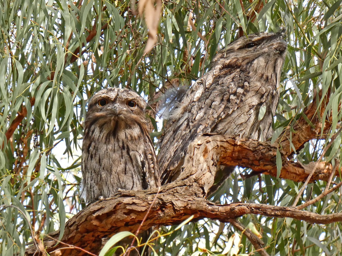 Білоніг австралійський - ML650489378