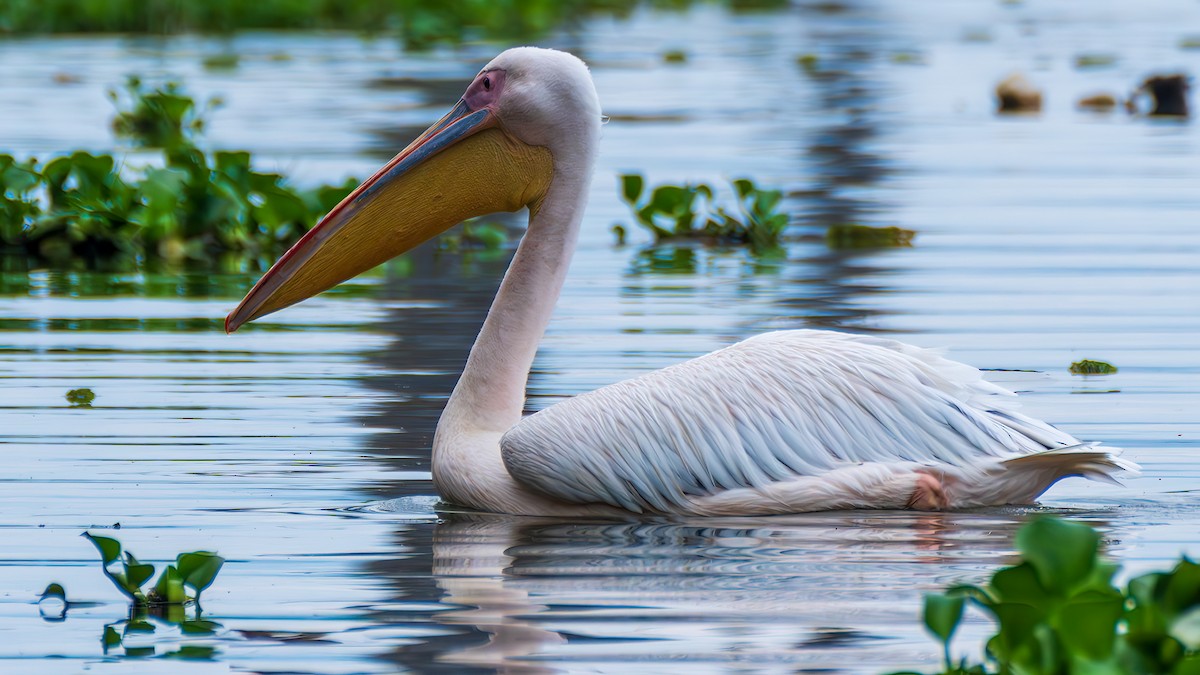 Pélican blanc - ML650489668