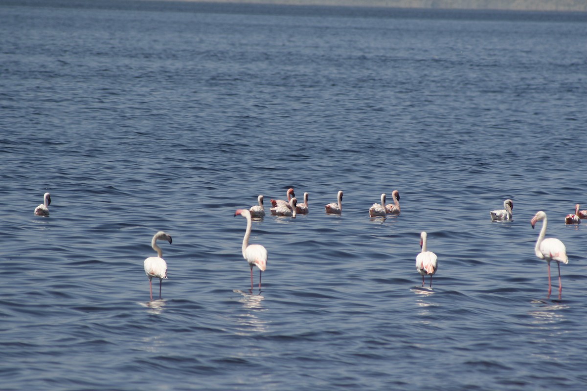 plameňák malý - ML650490292