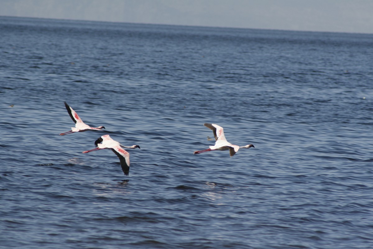 plameňák malý - ML650490306