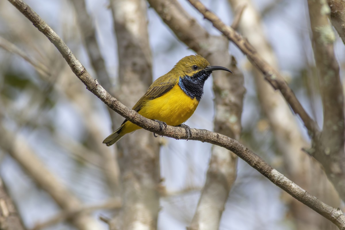 Sahul Sunbird - ML650490405