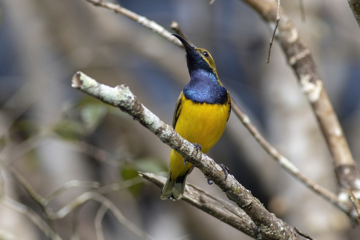 Sahul Sunbird - ML650490406