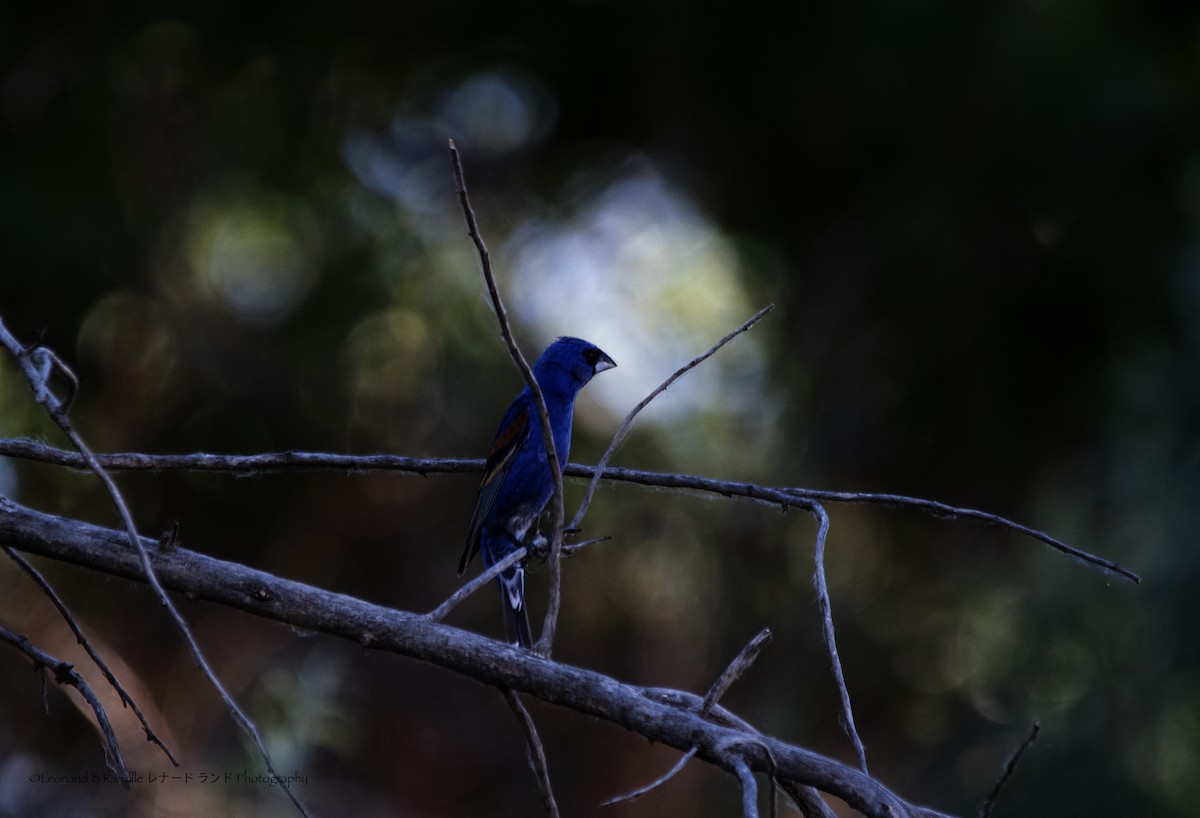 Mavi Çinte - ML650490419