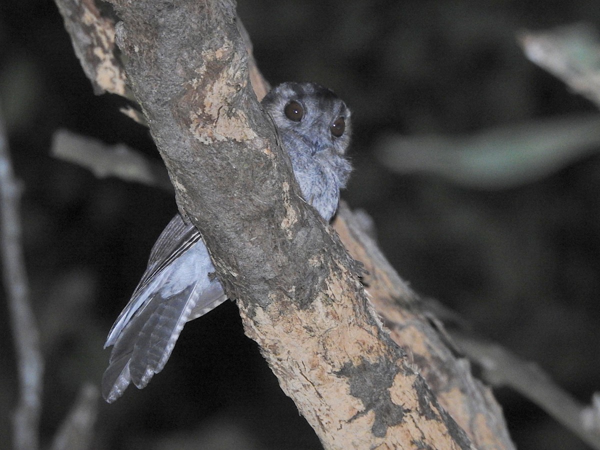 Australian Owlet-nightjar - ML650490538