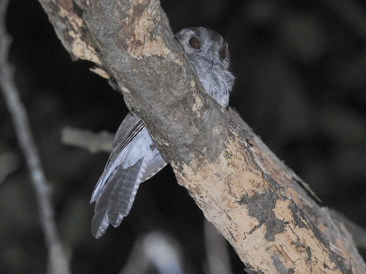 Australian Owlet-nightjar - ML650490539