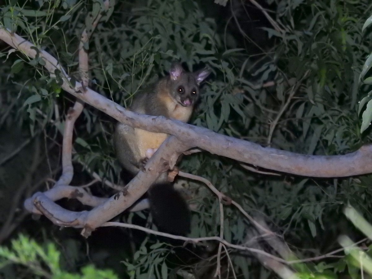 Common Brushtail Possum - ML650490541