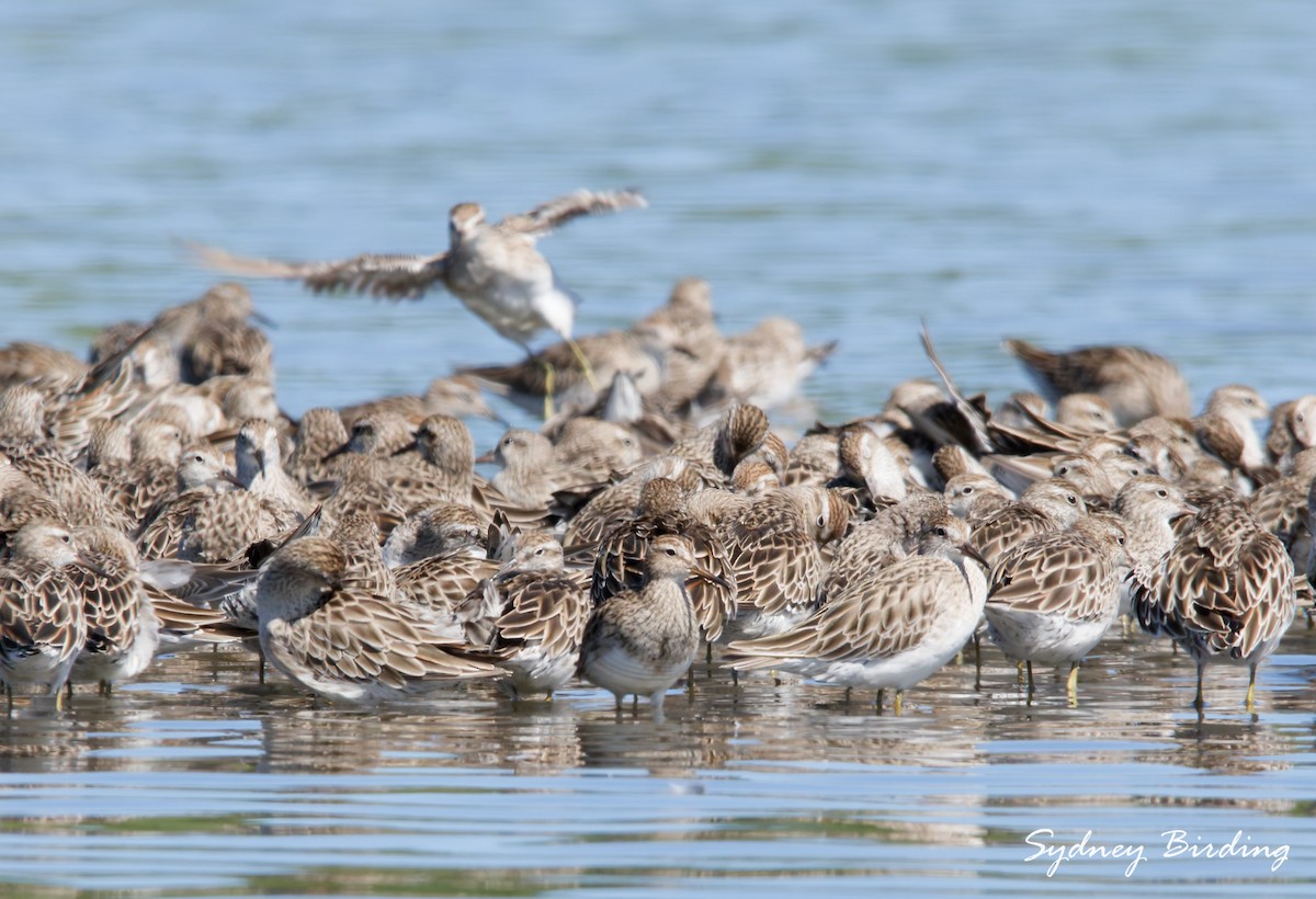 Txirri pektorala - ML650490642