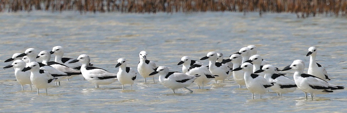 Crab-Plover - ML650490672