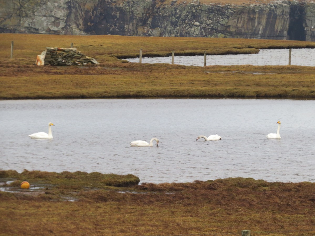 Whooper Swan - ML650490695
