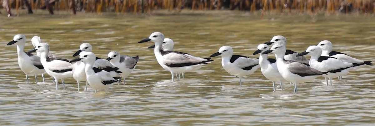 Crab-Plover - ML650490721