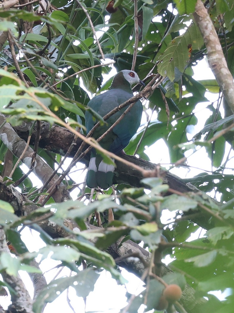 Сулавесский плодовый голубь - ML650490750