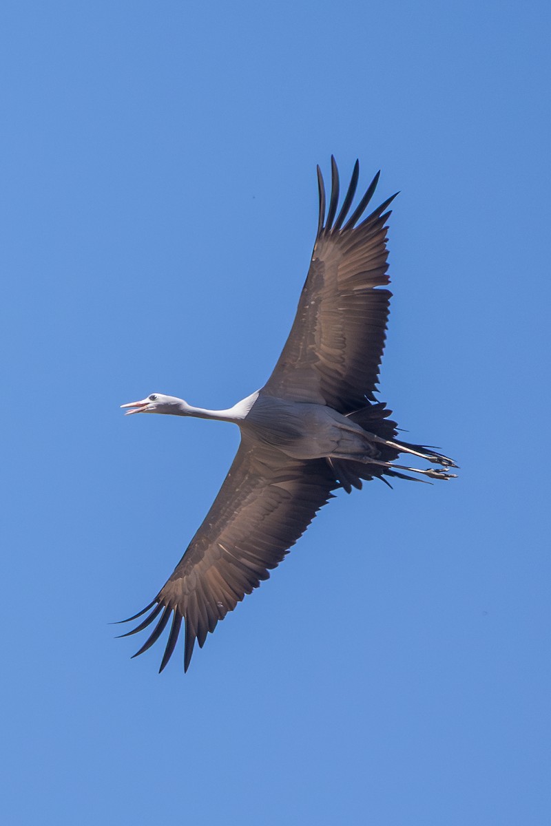 Blue Crane - ML650490805