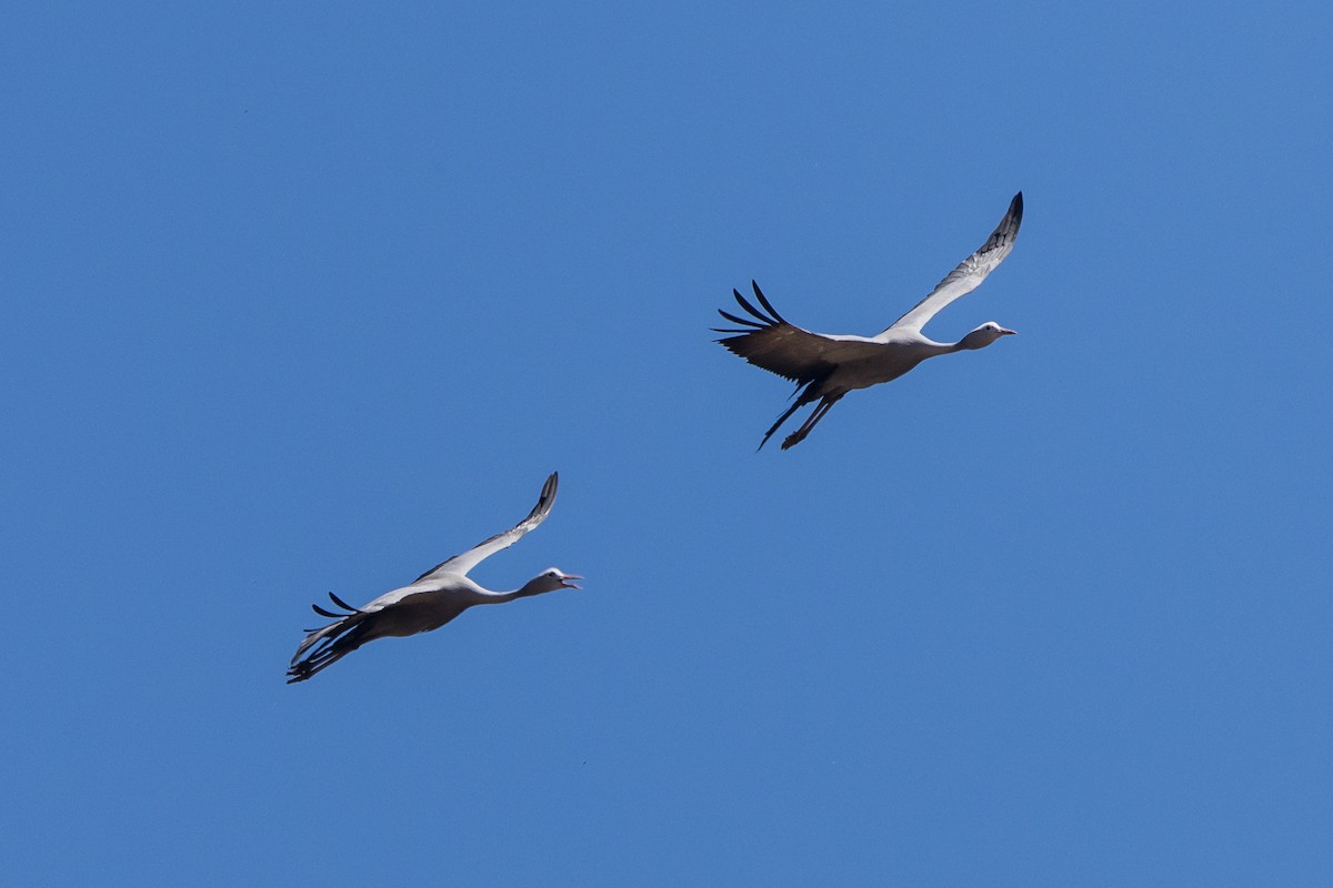 Blue Crane - ML650490806