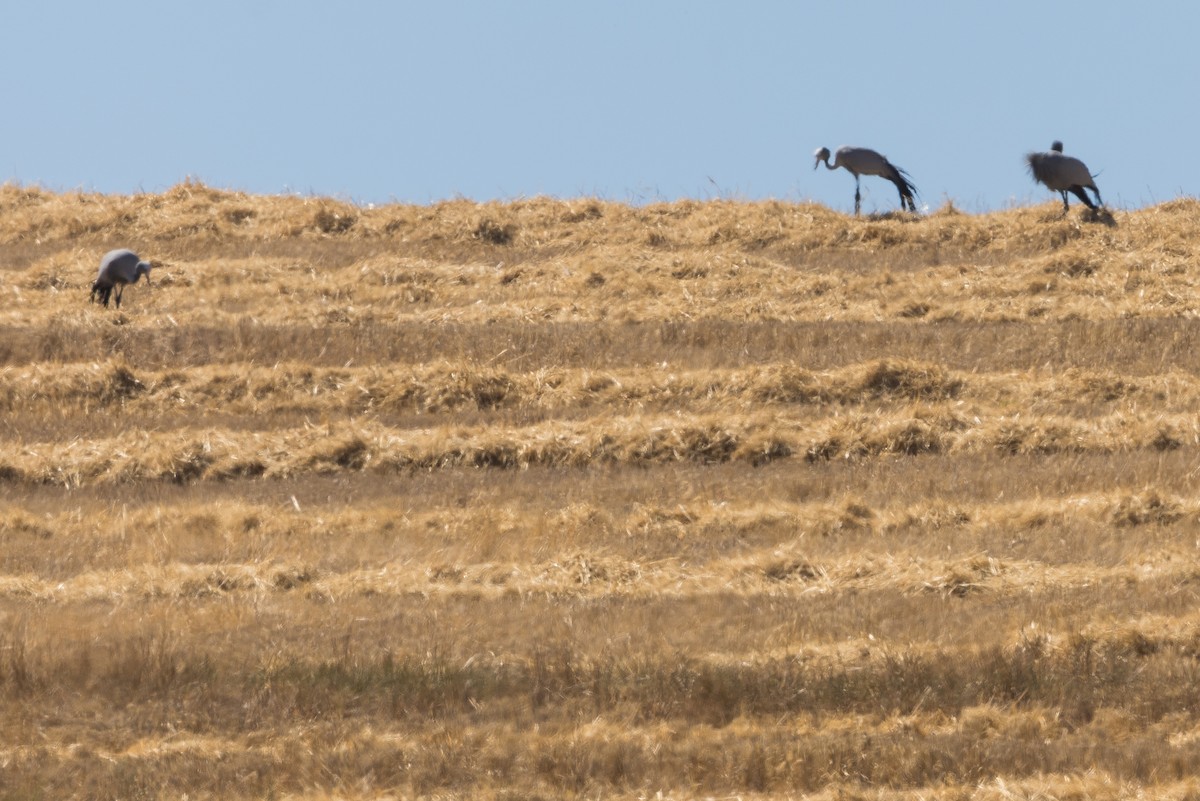 Blue Crane - ML650490807