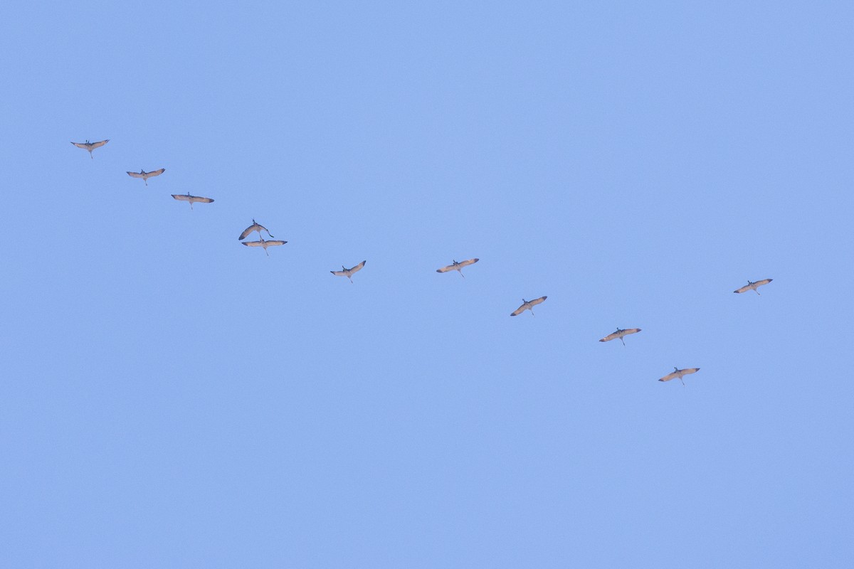 Blue Crane - ML650490808