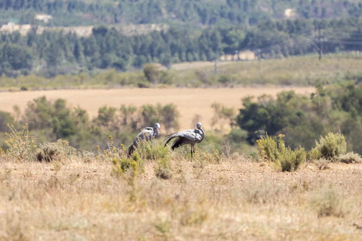 Blue Crane - ML650490809