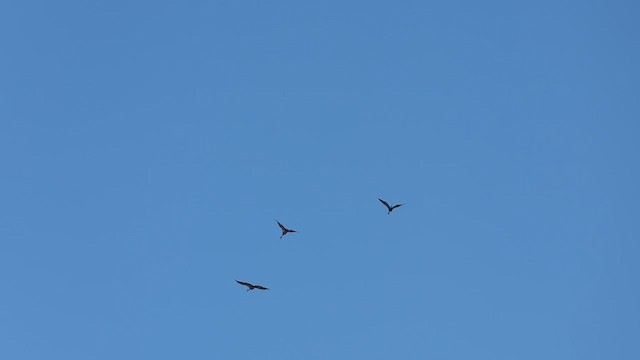 Blue Crane - ML650490810