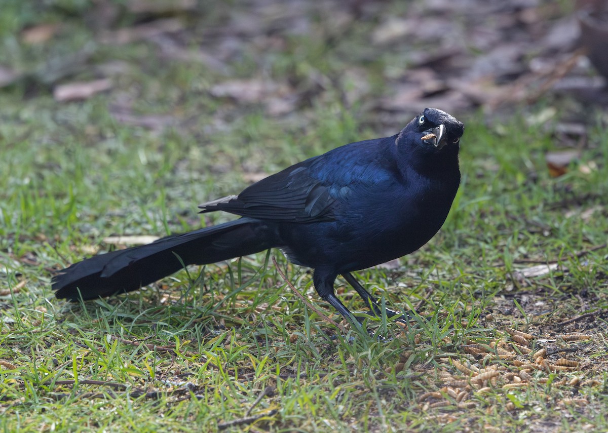 Great-tailed Grackle - ML650490924