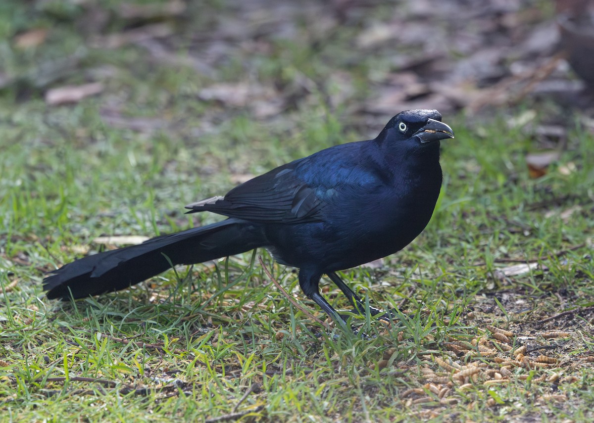 Great-tailed Grackle - ML650490925