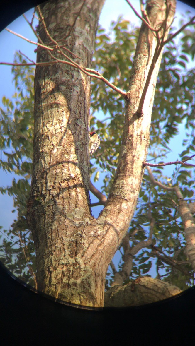 kanadasevjespett - ML650490946