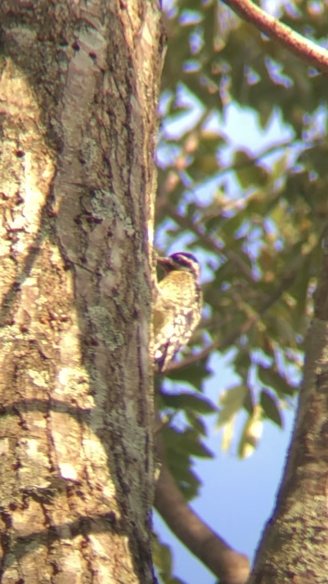 kanadasevjespett - ML650491026