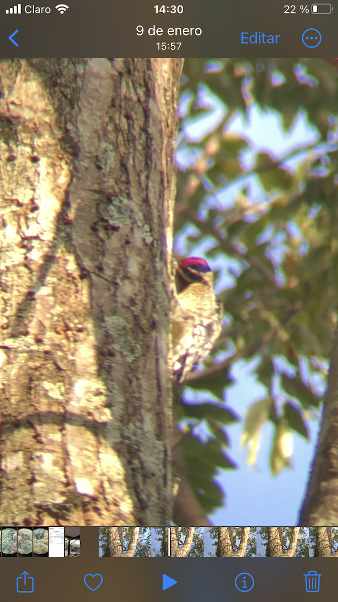 kanadasevjespett - ML650491027