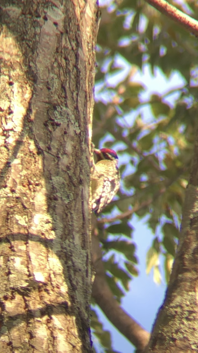 kanadasevjespett - ML650491028