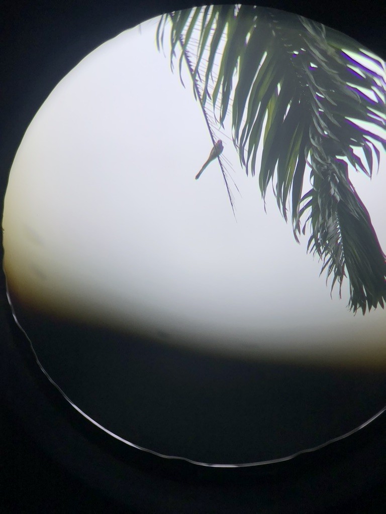 saksetyrann - ML650491070