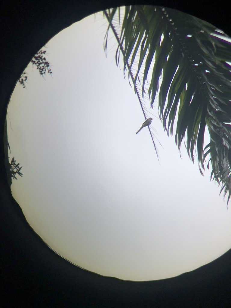 saksetyrann - ML650491071