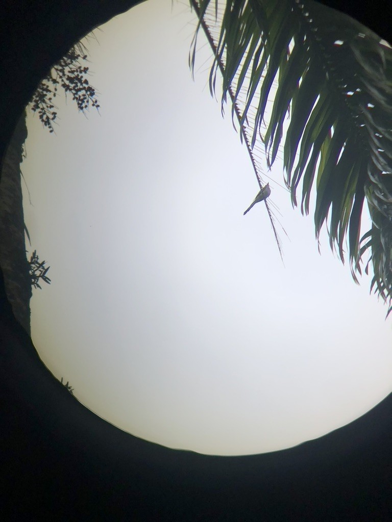 saksetyrann - ML650491072