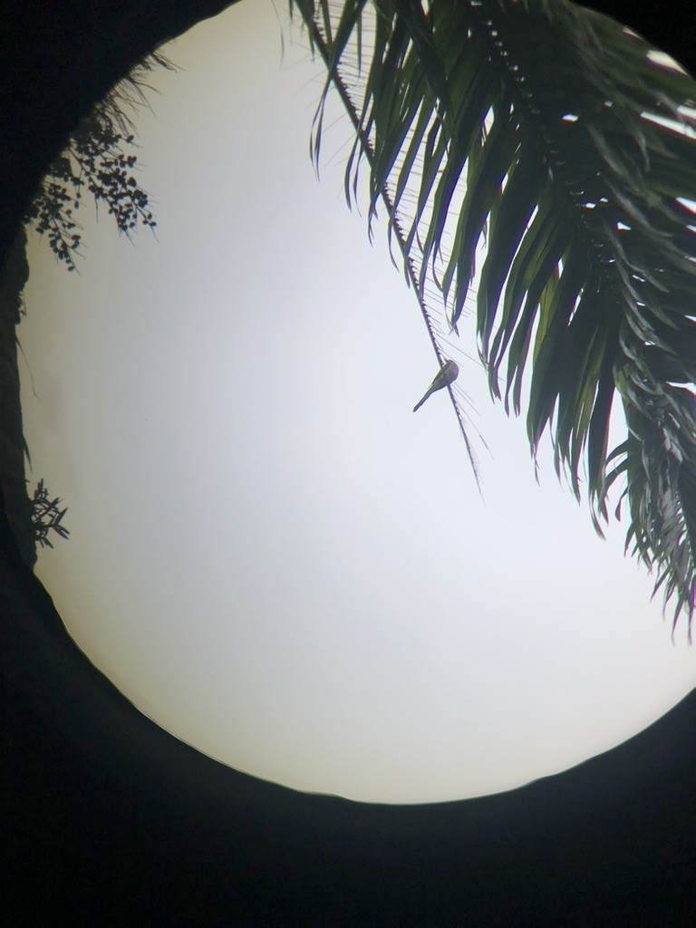 saksetyrann - ML650491073