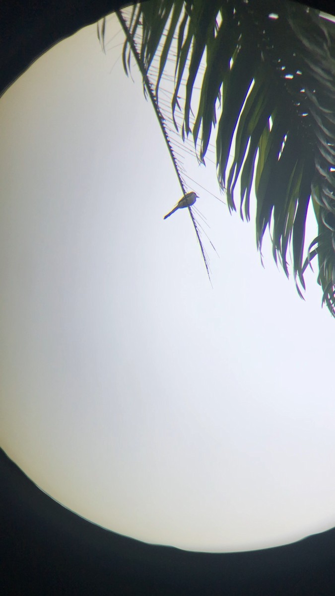 saksetyrann - ML650491074