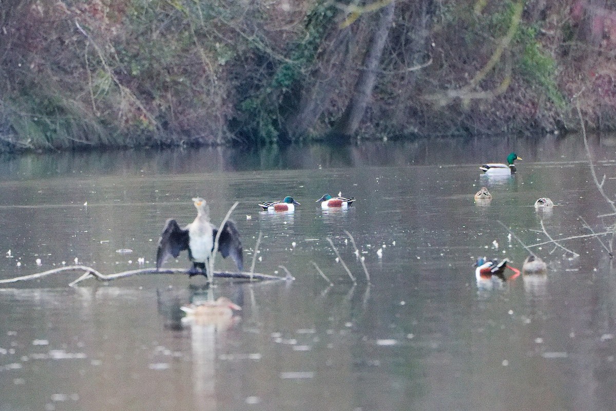 Широконоска - ML650491092