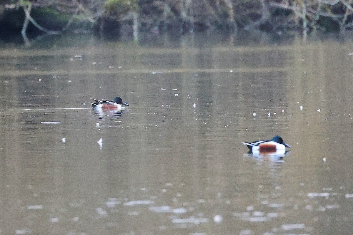 Широконоска - ML650491094