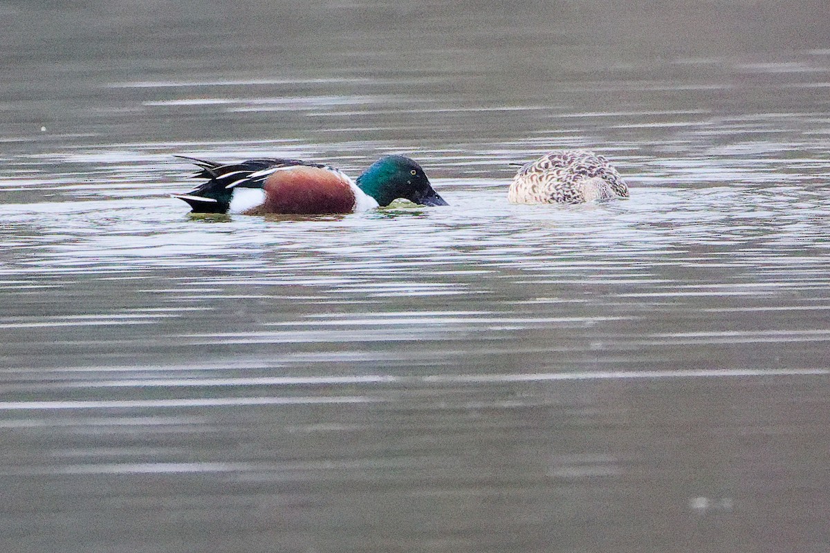 Широконоска - ML650491099