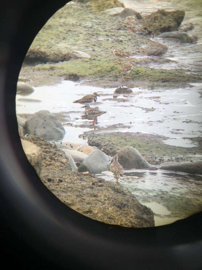 steinvender - ML650491100