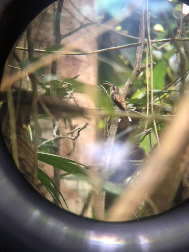 langnebberemitt - ML650491154