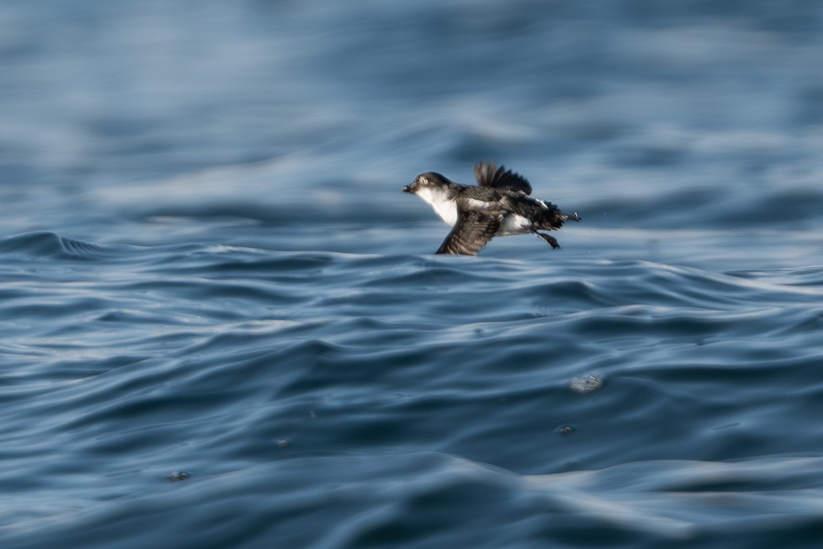 Least Auklet - ML650491161