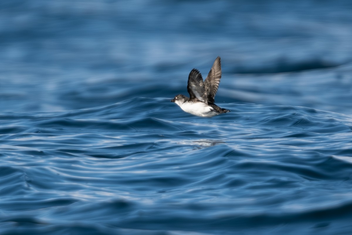 Least Auklet - ML650491162